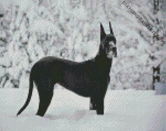 black great dane in snow diamond paintings