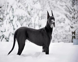 black great dane in snow diamond painting