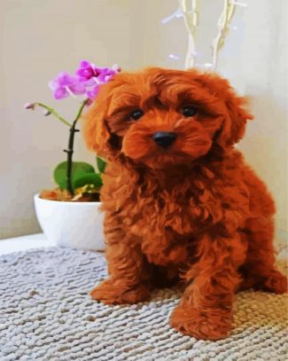 Brown Cavoodle diamond painting