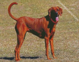 brown Coonhound diamond paintings