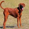 brown Coonhound diamond painting