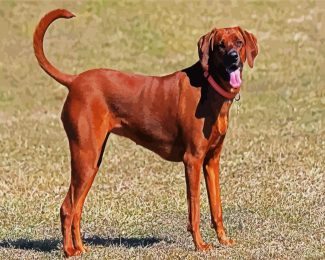 brown Coonhound diamond painting