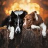 brown and black collies diamond painting