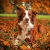 brown collie diamond painting