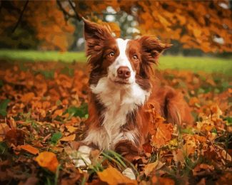 brown collie diamond painting