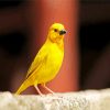 canary Bird diamond painting