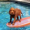 Cavapoo Swimming Pool diamond painting