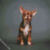 Chihuahua Puppy diamond painting