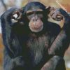 Chimpanzee Animal diamond painting