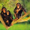 Chimpanzee Family diamond painting