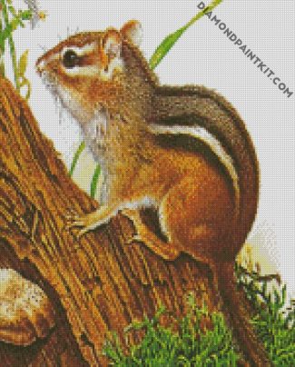 chipmunk Rodent Art diamond paintings