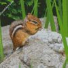 chipmunk Rodent diamond paintings