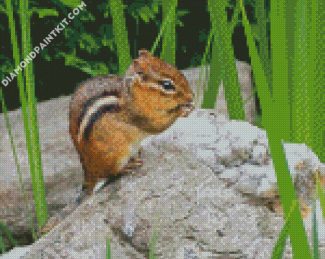 chipmunk Rodent diamond paintings