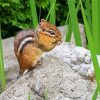 chipmunk Rodent diamond painting