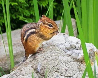 chipmunk Rodent diamond painting