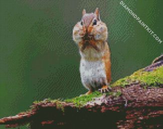 Chipmunk Animal diamond painting