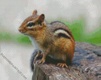 Chipmunk diamond painting