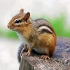 Chipmunk diamond painting