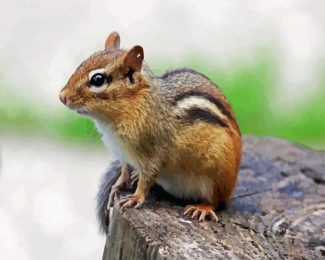 Chipmunk diamond painting