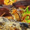 Chipmunk Eating diamond painting