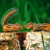 Chipmunks Animals diamond painting