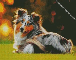 collie dog diamond paintings