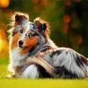 collie dog diamond painting