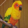 Conure Bird 2 diamond painting