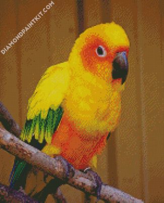 Conure Bird 2 diamond painting