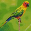 Conure Bird diamond painting