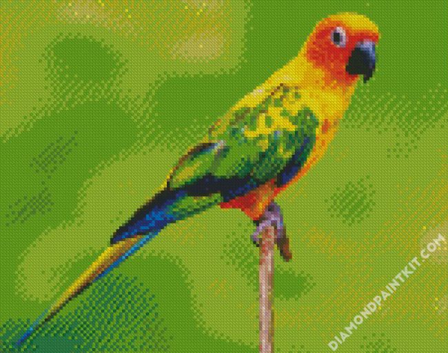 Conure Bird diamond painting