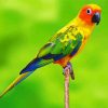 Conure Bird diamond painting