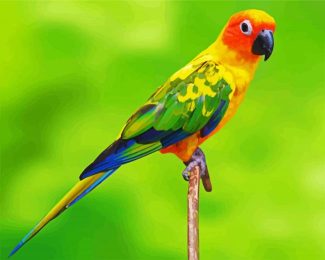 Conure Bird diamond painting