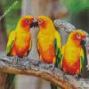 Conure Birds diamond painting