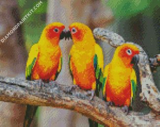 Conure Birds diamond painting