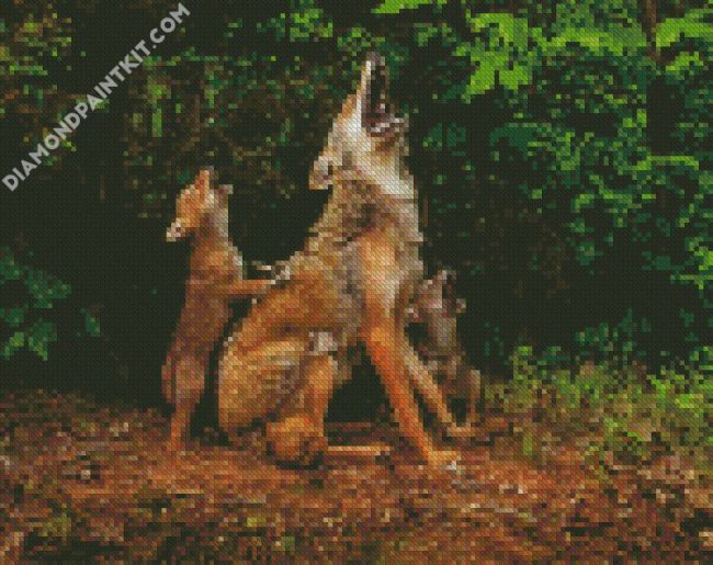 coyote howling lesson diamond paintings