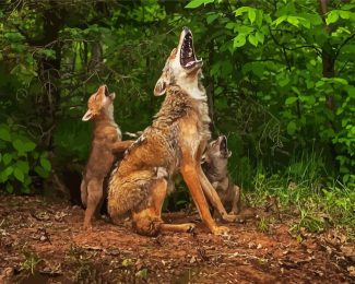 coyote howling lesson diamond painting