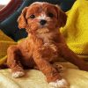 Cute Cavoodle diamond painting