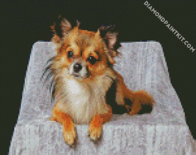 Cute Chiweenie Dog diamond painting