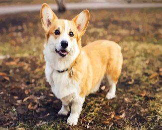 Cute Corgis diamond painting