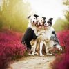 cute collies diamond painting