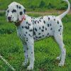 cute dalmatian diamond paintings