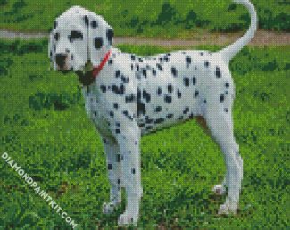 cute dalmatian diamond paintings