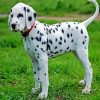 cute dalmatian diamond painting