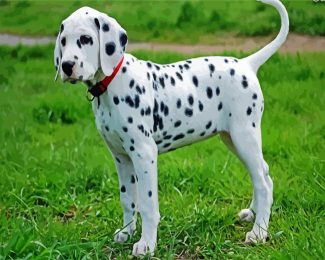 cute dalmatian diamond painting