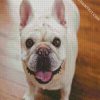 Cute Frenchie diamond painting