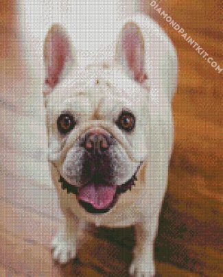 Cute Frenchie diamond painting