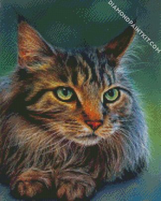 Cute Maine Coon diamond painting