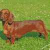 dachshund Dog diamond paintings