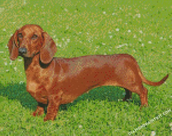 dachshund Dog diamond paintings